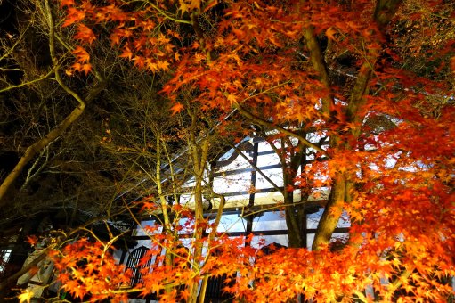 Herbstlaub im Eikando-Tempel in Kyoto bei Nacht
